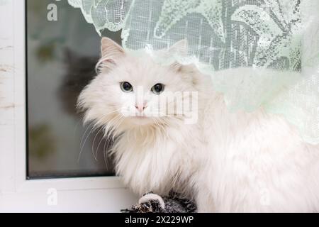 Un carnivore Felidae à fourrure fauve et moustaches, un chat de petite à moyenne taille, est assis sur un rebord de fenêtre. Son museau et sa patte sont visibles car il jouit de la vue Banque D'Images