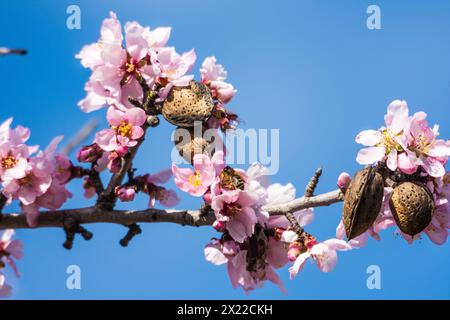 Branche de fleur d'amande, en Val de Pop, avec abeille, maintenant en janvier, dans la province d'Alicante, Espagne Banque D'Images