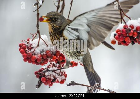 Fieldfare, se nourrissant de baies sur un arbre rowan en hiver, Bavière Allemagne Banque D'Images