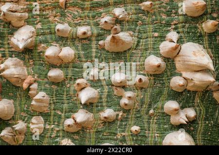 Écorce piquée de Floss Silk (arbre ceiba speciosa Banque D'Images