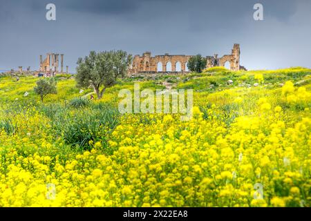 Volubilis, Maroc - 20 mars 2024 : attraction touristique et site archéologique romain situé près de Meknès. Volubilis, Maroc est une HER mondiale de l'UNESCO Banque D'Images