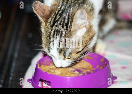 Un Felidae domestique à poil court, un chat carnivore de petite à moyenne taille, mange dans un bol rose avec des moustaches et un museau d'un magasin de fournitures pour animaux de compagnie Banque D'Images