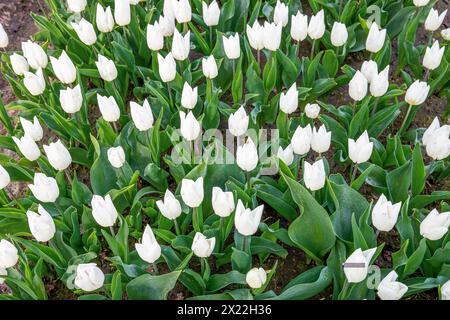 Gros plan sur la variété de tulipes primitives à floraison hollandaise appelée White Prince, vue du sommet au sol Banque D'Images