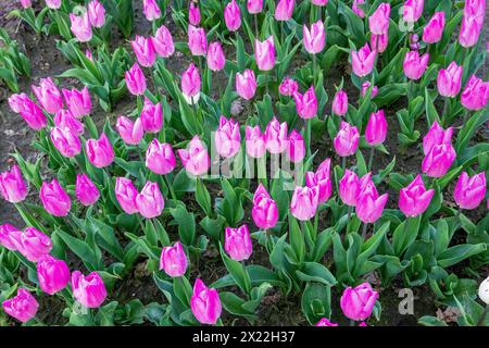 Gros plan la variété de tulipes précoces à floraison hollandaise double appelée Light Pink Prince, vue du sommet au sol Banque D'Images