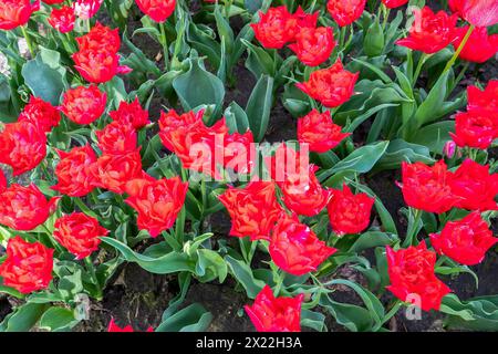 Gros plan floraison hollandaise double variété de tulipes précoces appelée PREMIER PRIX vu du haut au sol Banque D'Images