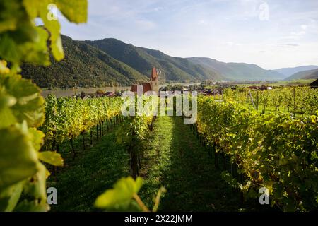 Vue sur les vignobles à l'église paroissiale de l'Assomption de Marie, patrimoine mondial de l'UNESCO "paysage culturel de Wachau", Weißenkirchen in der Wachau, Lo Banque D'Images