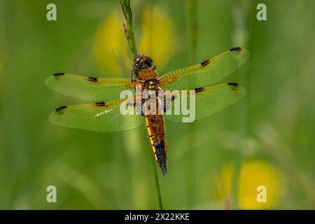 Une libellule chasseuse à quatre taches (Libellula quadrimaculata) perchée sur de hautes herbes. Banque D'Images