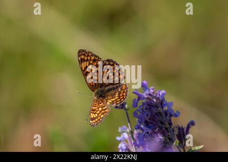 Un papillon fritillaire Knapweed (Melitaea phoebe) sur des fleurs de Catmint. Banque D'Images