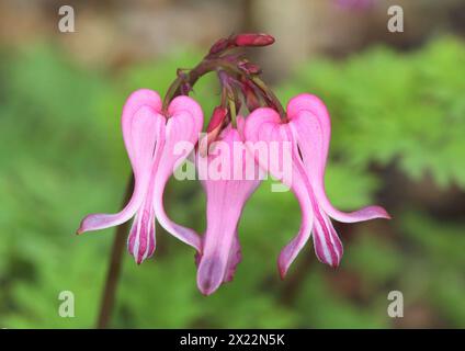 Un gros plan des belles fleurs de Dicentra 'luxuriant' (Fern-Leaf Heart saignant) Banque D'Images