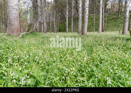 Ail sauvage - plantes d'oignons sauvages en fleur dans les Scottish Borders Banque D'Images