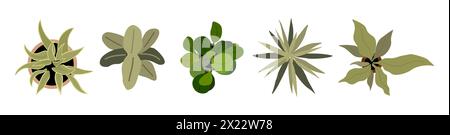 Ensemble de différentes plantes de maison vue de dessus. Illustration de Vecteur