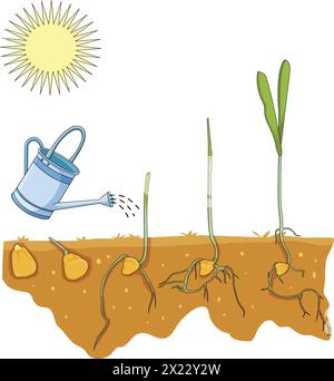 Illustration vectorielle montrant la germination de la graine Illustration de Vecteur