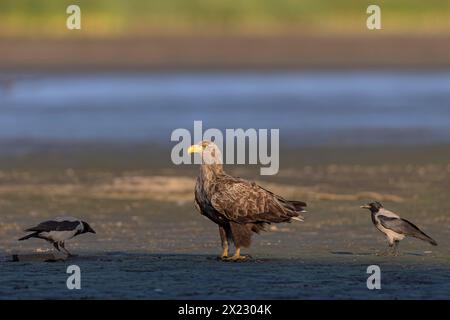 Aigle à queue blanche (Haliaeetus albicilla), au fond d'un étang à poissons drainé entouré de corbeaux à capuchon, Lusace, Saxe, Allemagne Banque D'Images