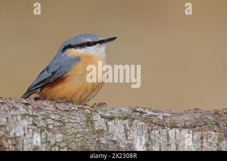 Écoutille eurasienne (Sitta europaea) assise attentivement sur le tronc de bouleau, animaux, oiseaux, Siegerland, Rhénanie-du-Nord-Westphalie, Allemagne Banque D'Images