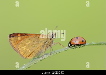 Papillon rouillé (Ochlodes sylvanus, Augiades sylvanus) et coccinelle à sept taches (Coccinella septempunctata), Rhénanie du Nord-Westphalie, Allemagne Banque D'Images