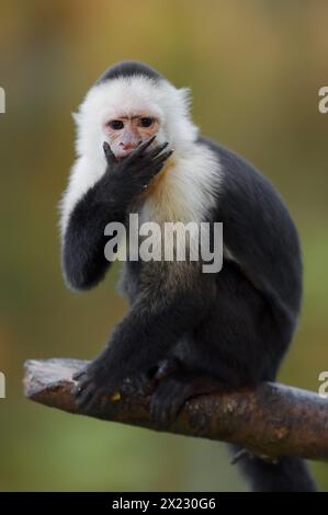 Singe capucin à épaules blanches ou capucin à tête blanche (Cebus capucinus), captif, survenant en Amérique du Sud Banque D'Images