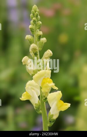 Grand snapdragon ou snapdragon commun de jardin (Antirrhinum majus), fleurs, plante ornementale, Rhénanie du Nord-Westphalie, Allemagne Banque D'Images