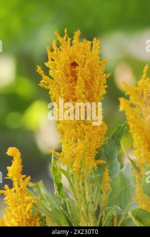 Celosie des plumes (Celosia argentea var. Plumosa), inflorescence, plante ornementale, Rhénanie du Nord-Westphalie, Allemagne Banque D'Images