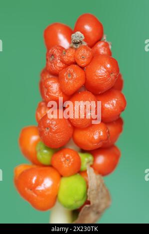 Arum commun (Arum maculatum), peuplement de fruits avec des baies mûres, Rhénanie du Nord-Westphalie, Allemagne Banque D'Images