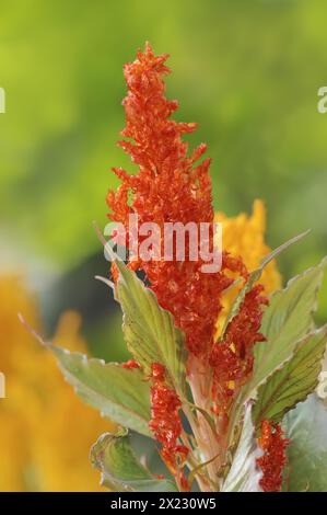Celosie des plumes (Celosia argentea var. Plumosa), inflorescence, plante ornementale, Rhénanie du Nord-Westphalie, Allemagne Banque D'Images