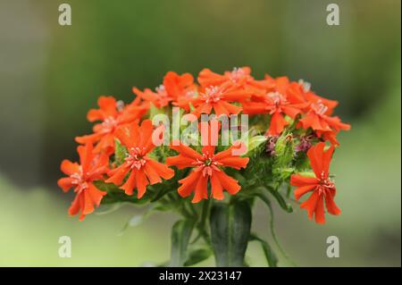 campion d'amour brûlant ou écarlate (Lychnis chalcedonica, Silene chalcedonica), inflorescence, plante ornementale, Rhénanie-du-Nord-Westphalie, Allemagne Banque D'Images