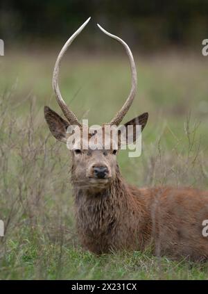 Cerf roux (Cervus elaphus), jeune cerf, épi couché sur un pré forestier, captif, Allemagne Banque D'Images