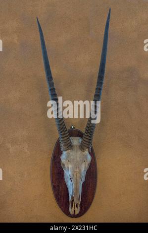 Trophée de chasse d'un crâne d'antilope sur un mur, chassé en 1912 dans l'ancienne Afrique du Sud-Ouest allemande, Mecklembourg-Poméranie occidentale, Allemagne Banque D'Images