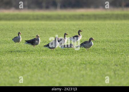 Oies de gris (Anser anser), oies de gris debout et couchées dans un champ, Thuringe, Allemagne Banque D'Images