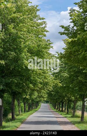 Avenue fleurie des tilleuls (Tilia platyphyllos), Rehna, Mecklembourg-Poméranie occidentale, Allemagne Banque D'Images