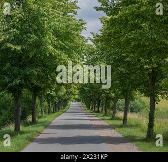 Avenue fleurie des tilleuls (Tilia platyphyllos), Rehna, Mecklembourg-Poméranie occidentale, Allemagne Banque D'Images