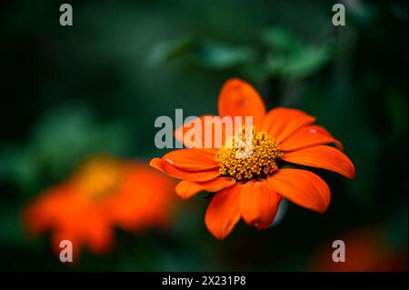 Jardin botanique Christiansberg près de Luckow, lagune de Stettiner, côte de la mer Baltique, Mecklembourg Poméranie occidentale côte de la mer Baltique, Mecklembourg Ouest P Banque D'Images