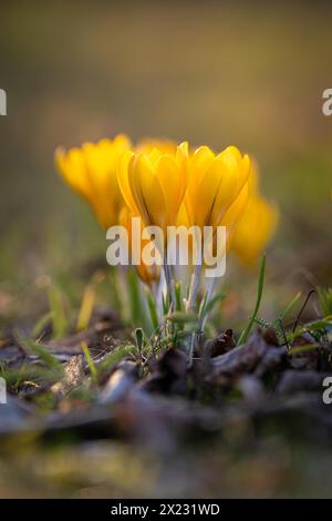 Des crocus jaune vif poussent à partir du sol sombre de la forêt, Gechingen, Forêt Noire, Allemagne Banque D'Images