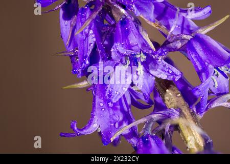 Il est originaire d'Espagne, du Portugal et d'Afrique du Nord et il constitue une menace importante pour le Bluebell anglais natif, car il est à la fois en concurrence et hybride Banque D'Images
