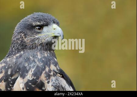 Buzzard andin ou Buzzard-aigle à torse noir (Geranoaetus melanoleucus), immature, portrait, captif, survenant en Amérique du Sud Banque D'Images