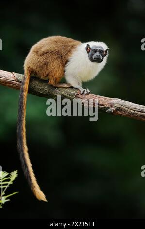 Singe manteau ou tamarine bicolore (Saguinus bicolor), captif, occurrence au Brésil Banque D'Images