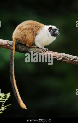 Singe manteau ou tamarine bicolore (Saguinus bicolor), captif, occurrence au Brésil Banque D'Images