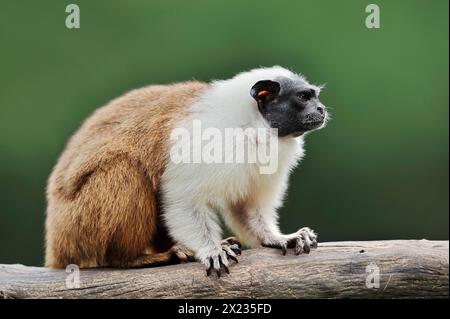 Singe manteau ou tamarine bicolore (Saguinus bicolor), captif, occurrence au Brésil Banque D'Images