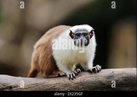 Singe manteau ou tamarine bicolore (Saguinus bicolor), captif, occurrence au Brésil Banque D'Images