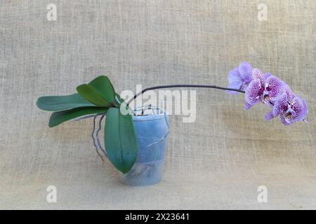 Phalaenopsis dans un poy transparent, sur un fond de lin, une orchidée de couleur violette et blanche avec de longues feuilles à tige. Banque D'Images