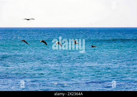 Plage à Poneloya, Las Penitas, Leon, Nicaragua, Pelicans en formation au-dessus de la mer, un moment naturel de la faune sauvage, Amérique centrale, Amérique centrale Banque D'Images