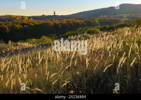 Photographie rétroéclairée d'herbe noire (Alopecurus myosuroides) à queue de foxtail des graminées douces de la famille des graminées à queue de foxtail du genre, rétroéclairées par le soleil du soir Banque D'Images