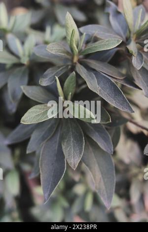 petites feuilles de rhododendron simisii Banque D'Images