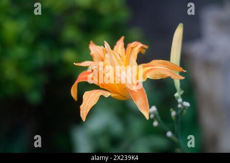 fleur de lis avec pétales d'orange Banque D'Images