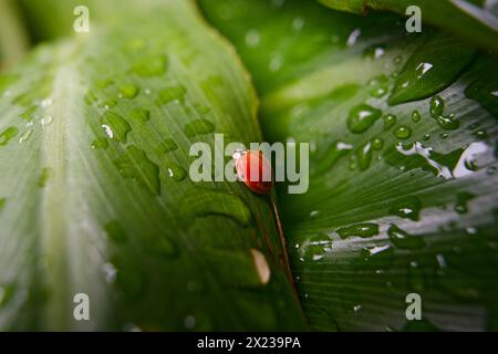 Petits Coccinellidae rouges sur une grande feuille de philodendron Banque D'Images