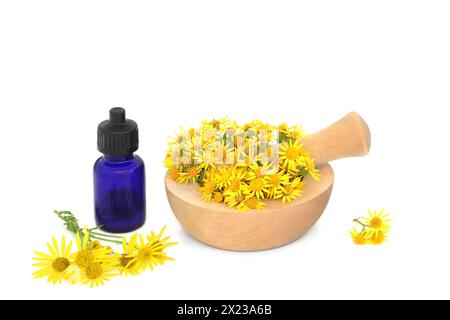 Ragwort fleurit dans un mortier sur blanc avec bouteille d'huile essentielle. Utilisé en phytothérapie naturelle pour traiter les coliques, les rhumatismes, les règles douloureuses, la ménopause Banque D'Images