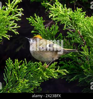 Goldcrest, ou Kinglet couronné d'or dans le Conifer tree Banque D'Images