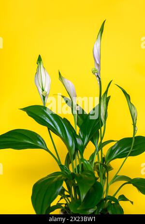 Plante Spathiphyllum, également appelée lis de paix sur fond jaune vif Banque D'Images