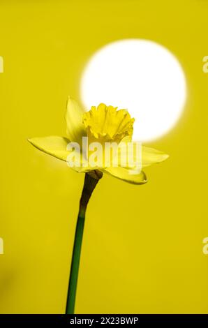 Jonquille unique sur fond jaune avec une tache lumineuse simulant le soleil derrière elle Banque D'Images