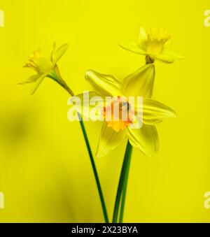 Trois jonquilles photographiées sur fond jaune Banque D'Images