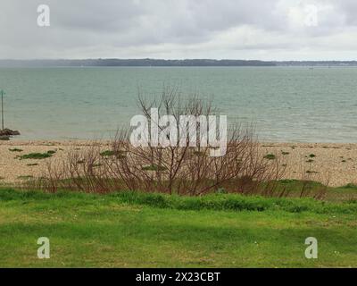 À côté de la plage : une plage de galets avec une croissance sans feuilles au premier plan et la mer au milieu du sol. Banque D'Images